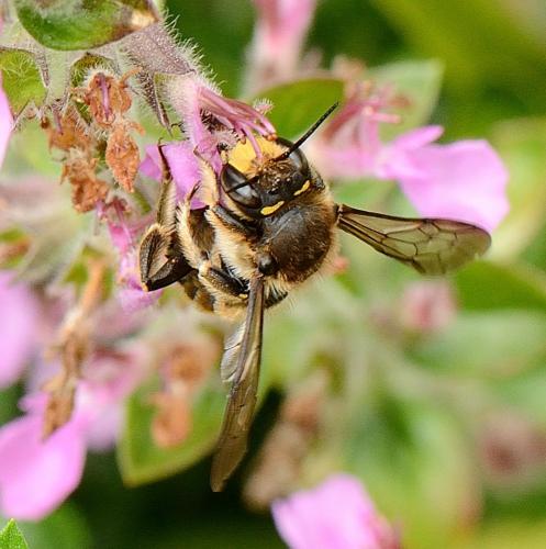 Anthidium septemspinosum